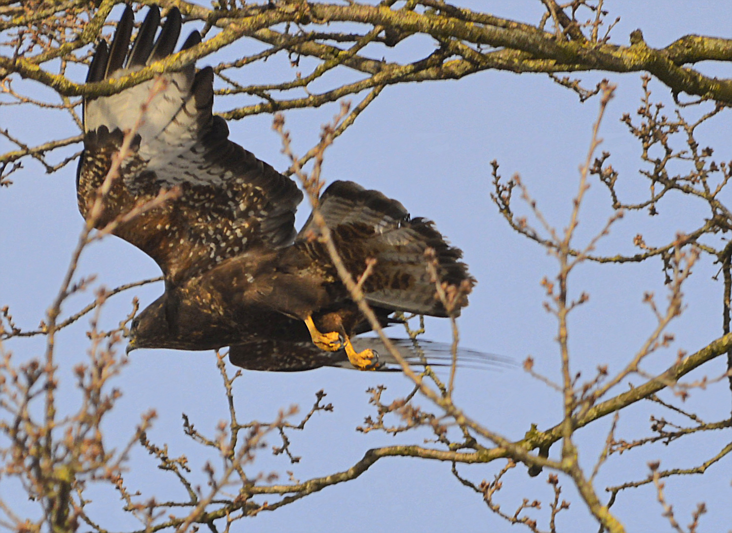 Mäusebussard