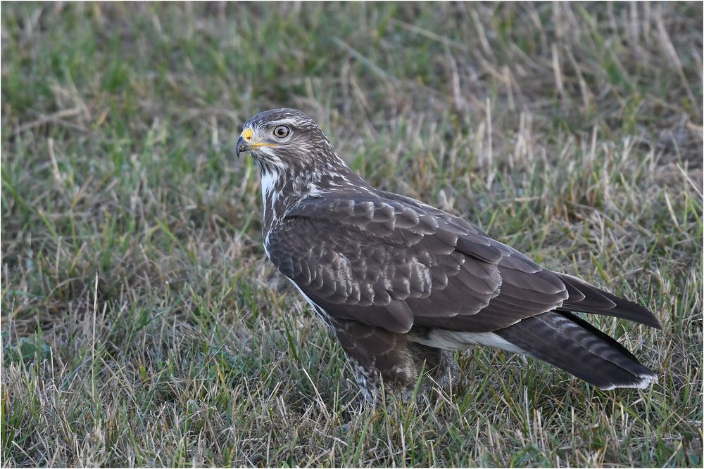 Mäusebussard