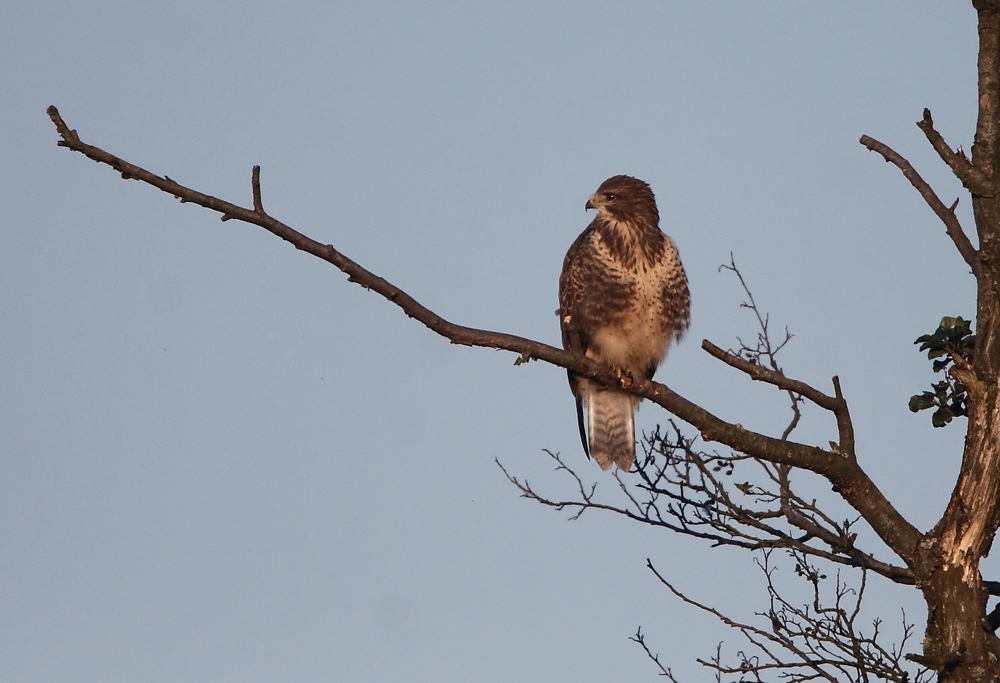 Mäusebussard