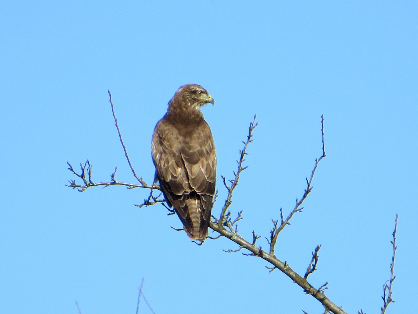 Mäusebussard