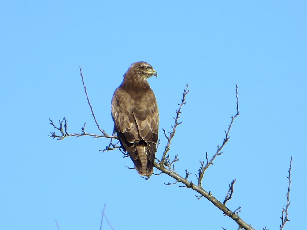 Mäusebussard