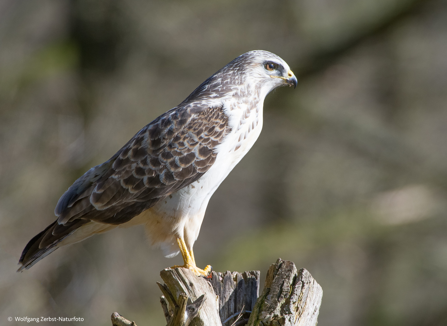 --- Mäusebussard  ---