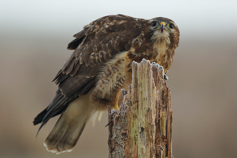 Mäusebussard