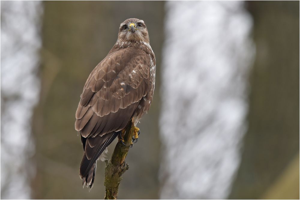 Mäusebussard