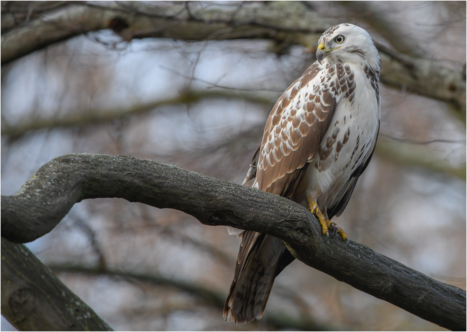 Mäusebussard