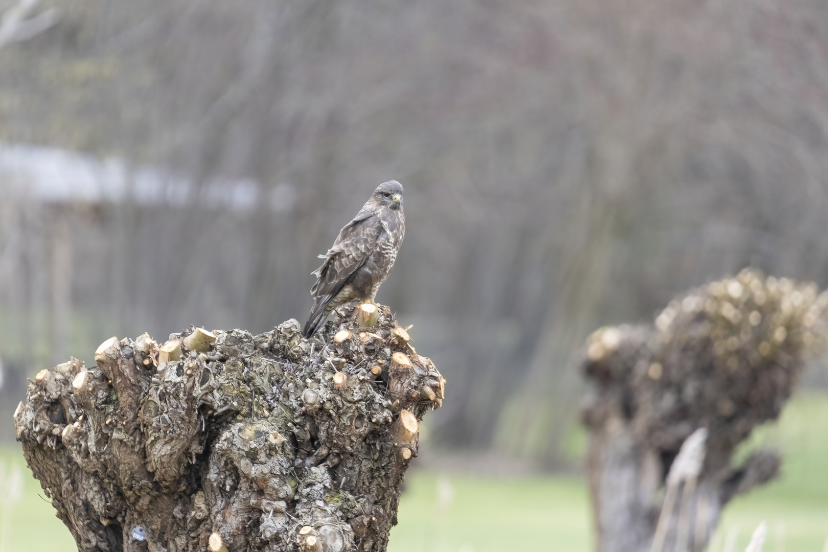 Mäusebussard 