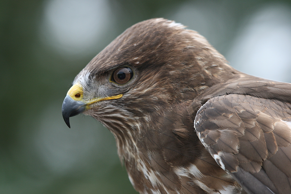 Mäusebussard