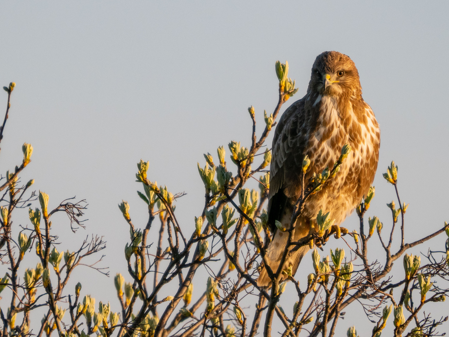 Mäusebussard