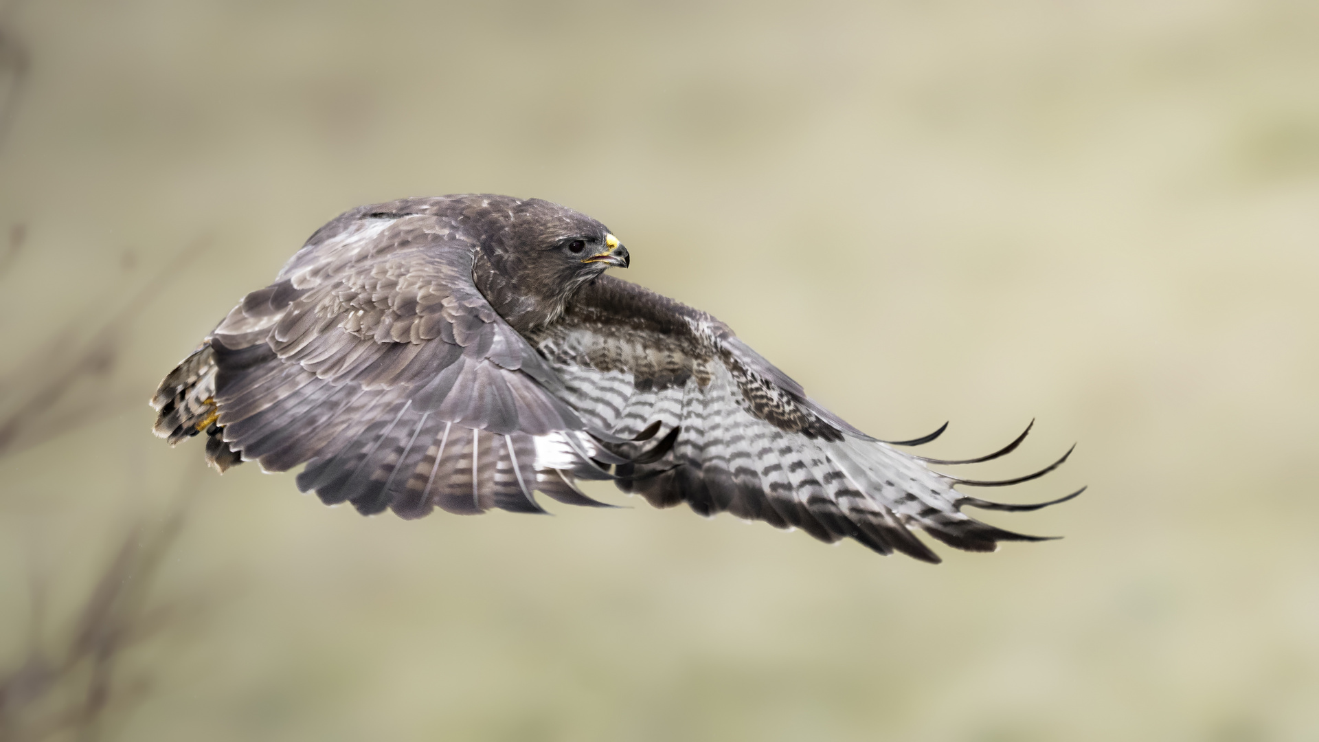 Mäusebussard