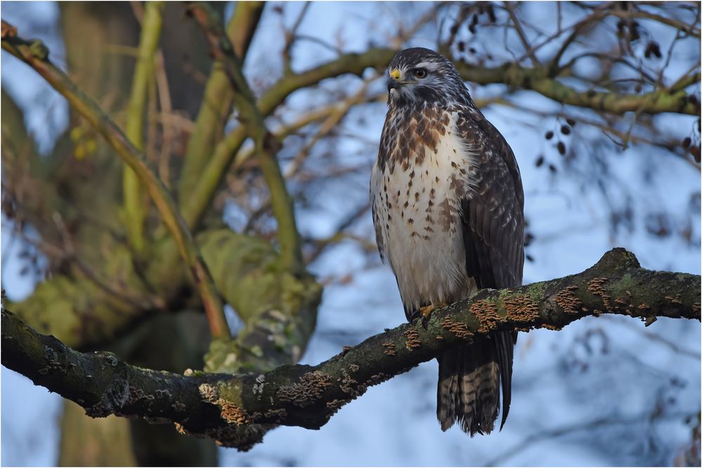 Mäusebussard