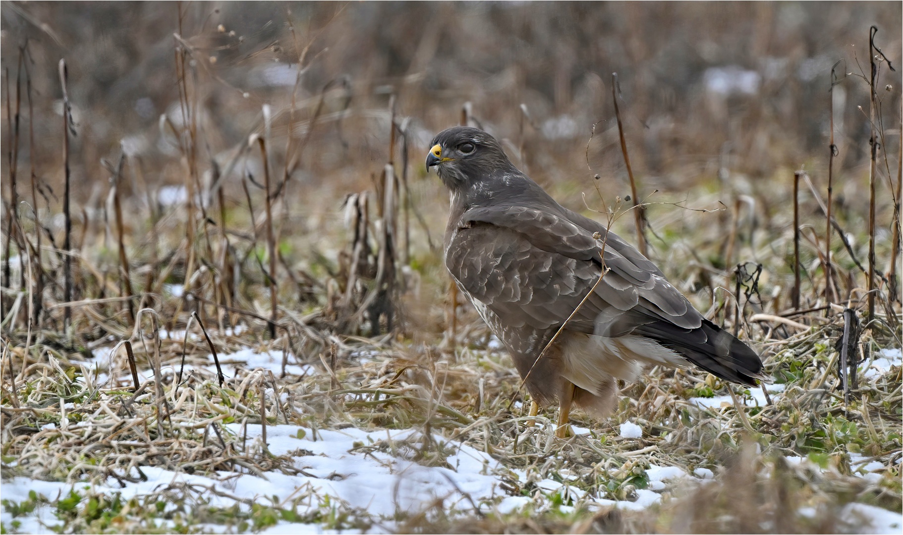 Mäusebussard 