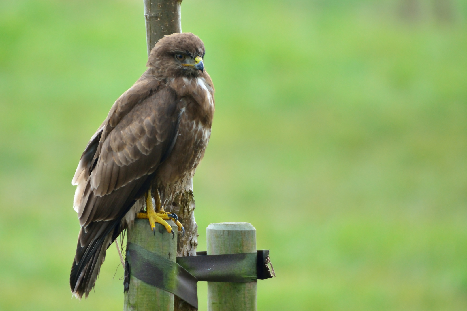 Mäusebussard