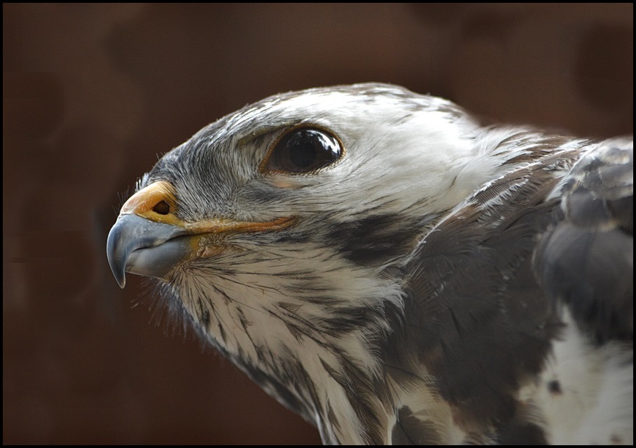 ~Mäusebussard~