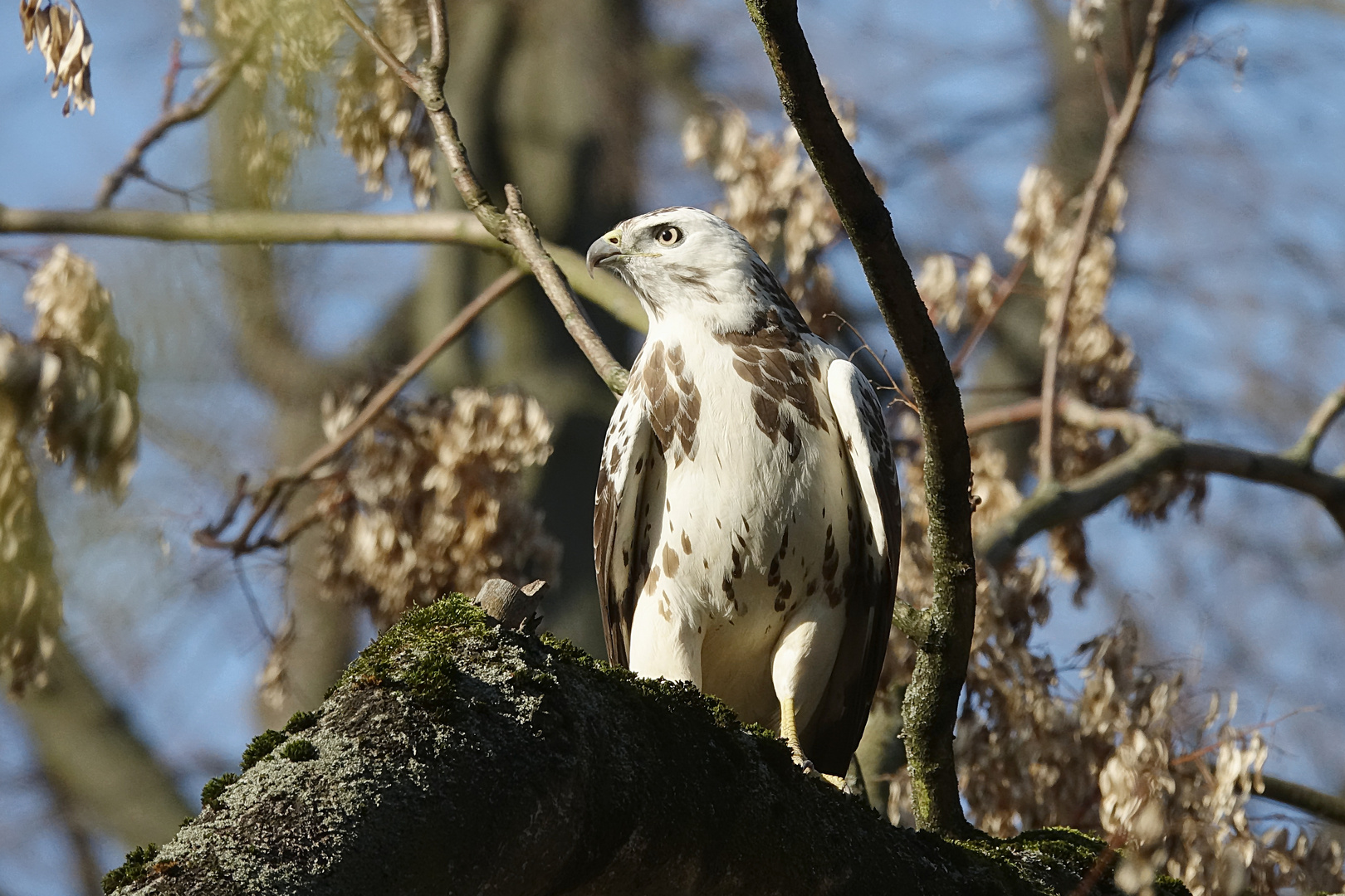 Mäusebussard