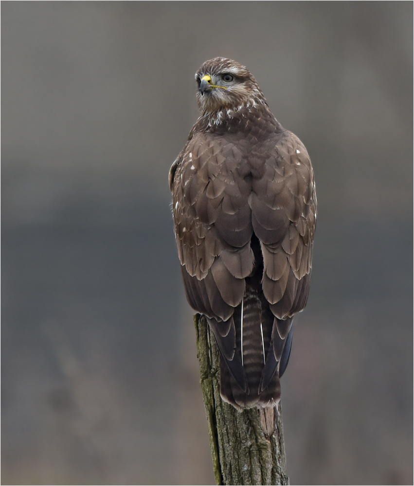 Mäusebussard