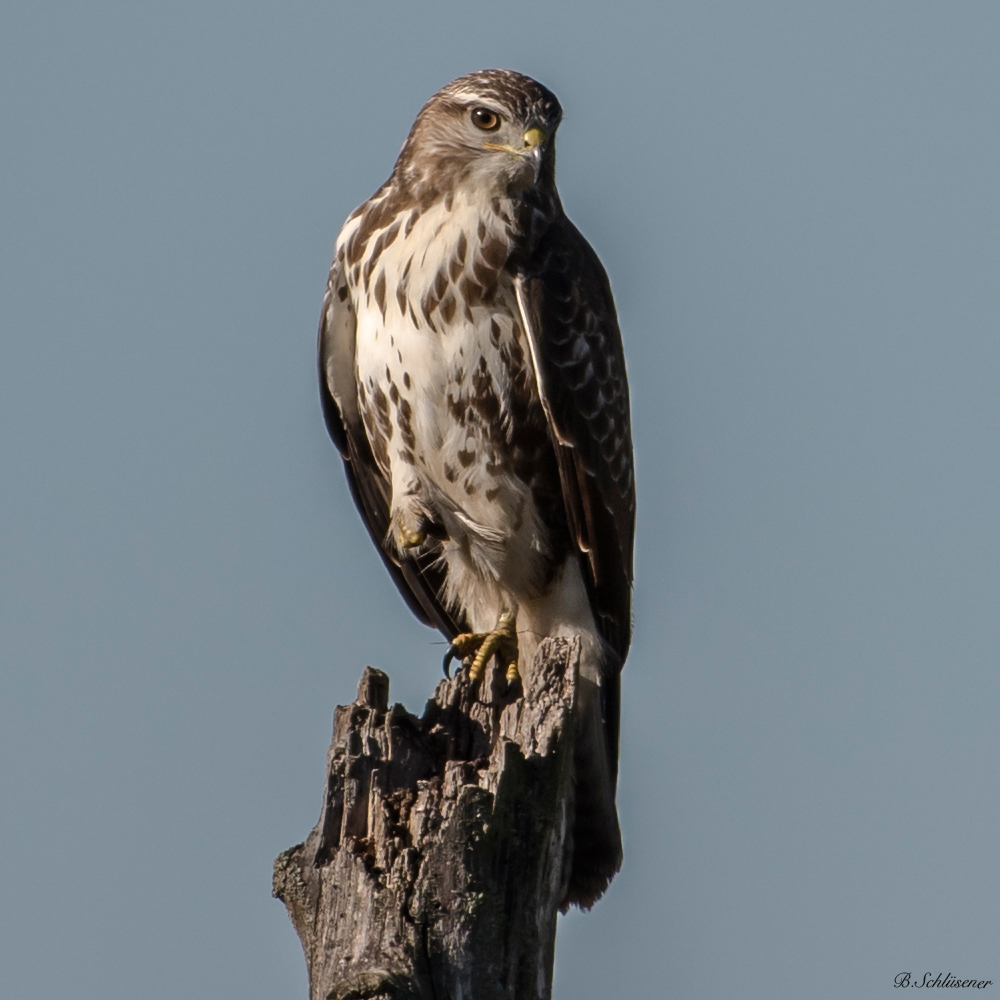 Mäusebussard