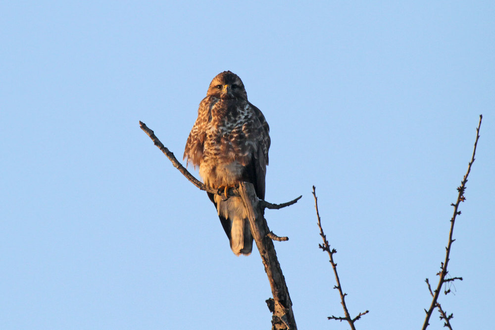 Mäusebussard