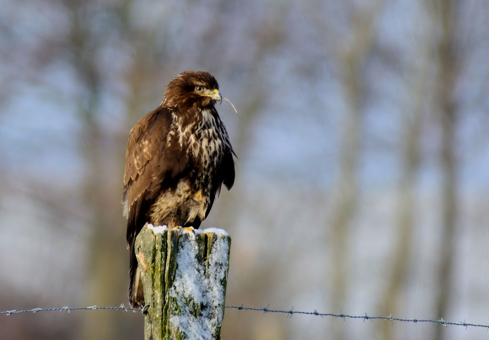 Mäusebussard