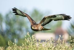 "MÄUSEBUSSARD"