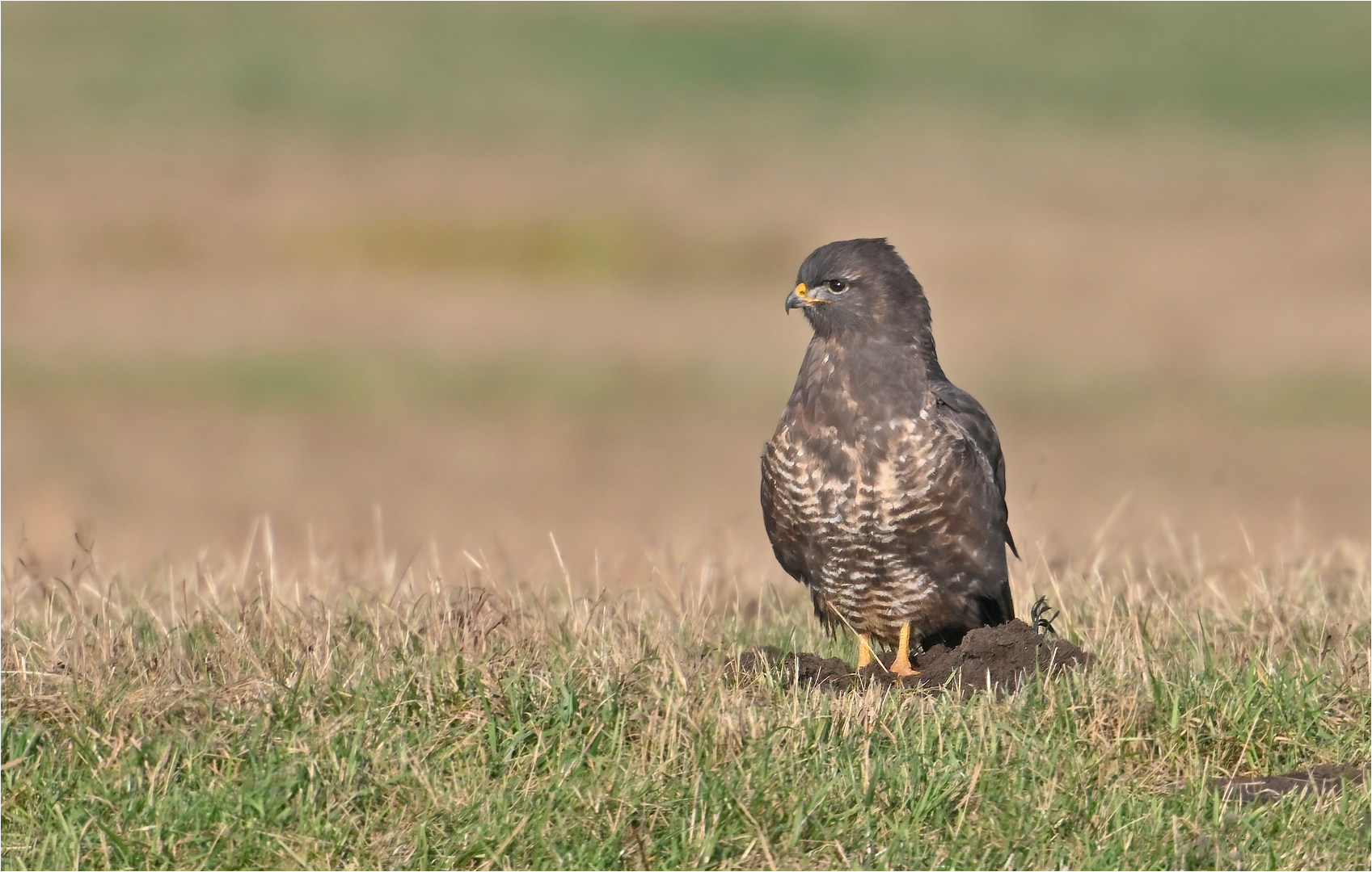 Mäusebussard