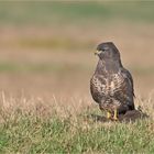 Mäusebussard