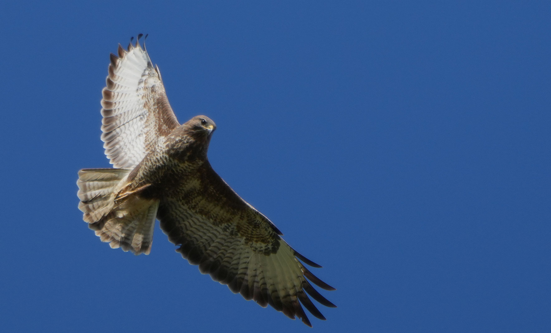 Mäusebussard.