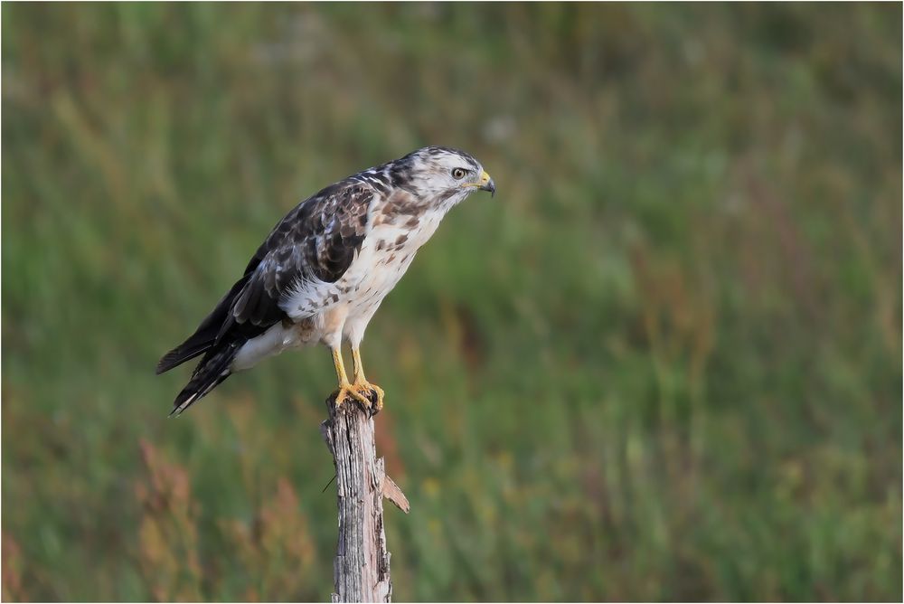 Mäusebussard