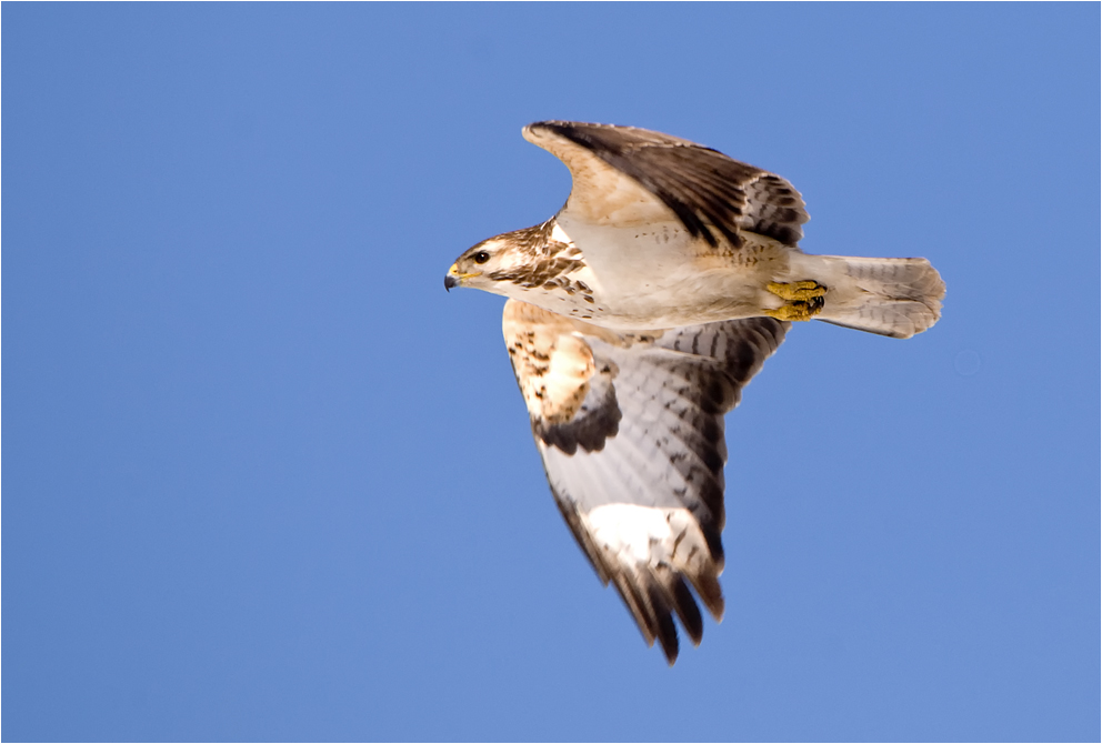 Mäusebussard