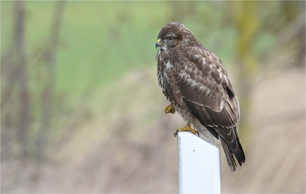 Mäusebussard