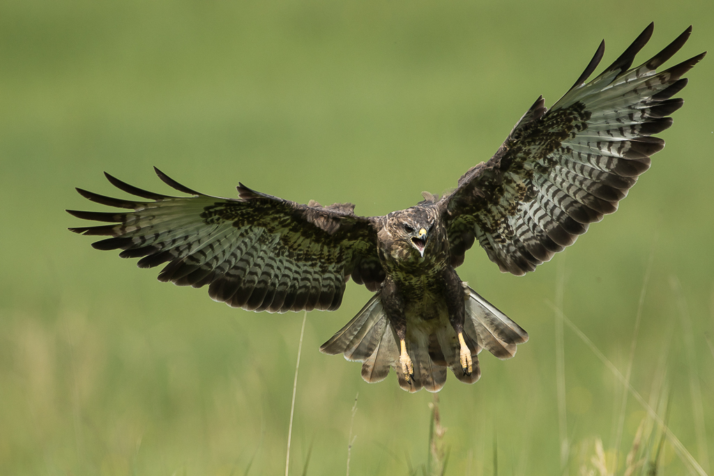 Mäusebussard