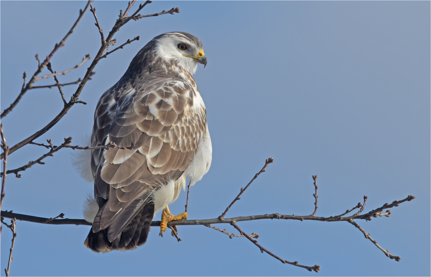 Mäusebussard