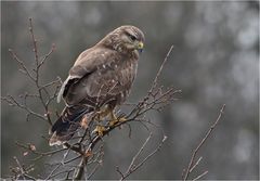 Mäusebussard