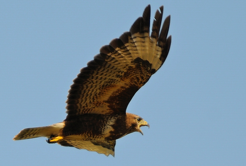 Mäusebussard