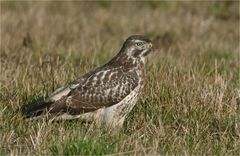 Mäusebussard