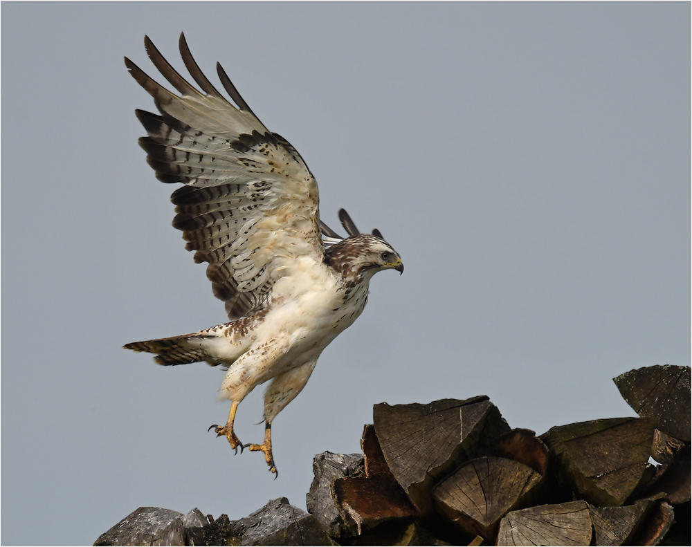 Mäusebussard