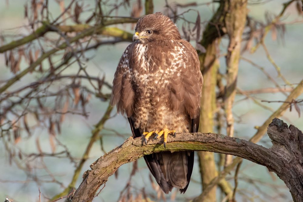 Mäusebussard