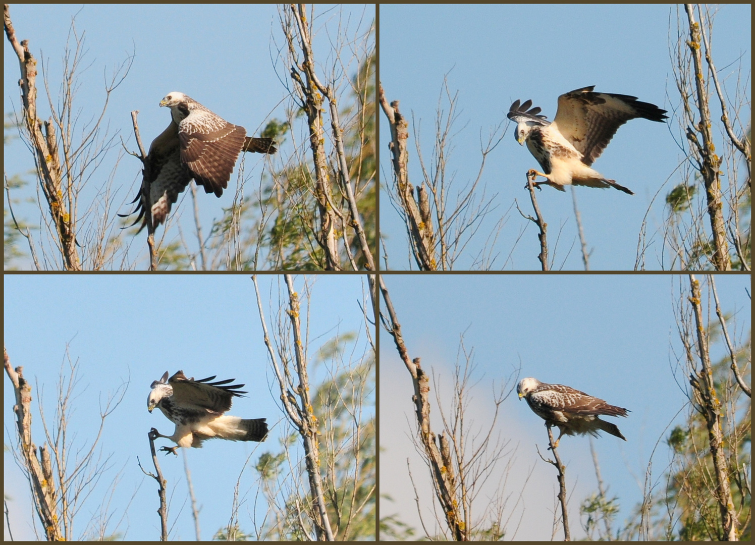 Mäusebussard