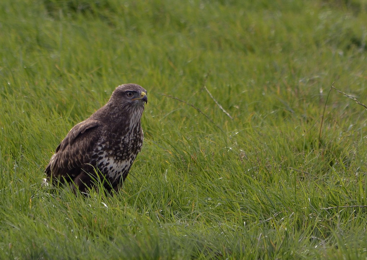 Mäusebussard