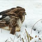 Mäusebussard