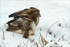 Mäusebussard