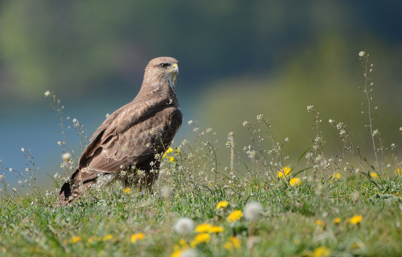 Mäusebussard