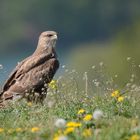 Mäusebussard