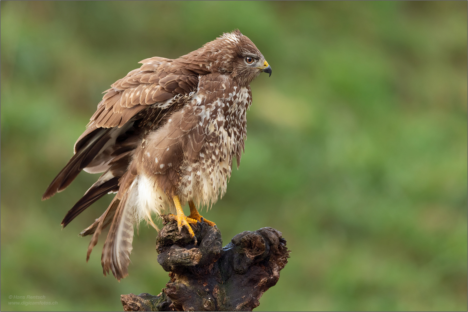 Mäusebussard