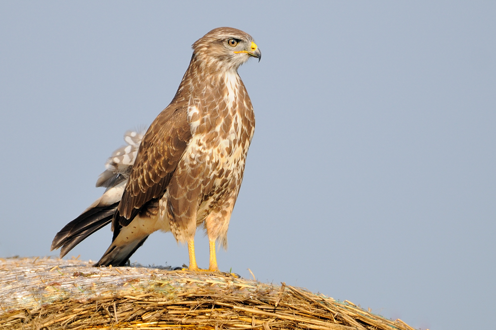 Mäusebussard