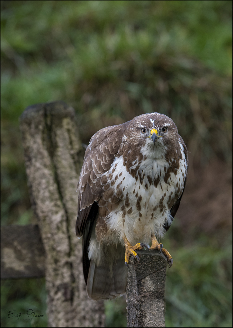 Mäusebussard