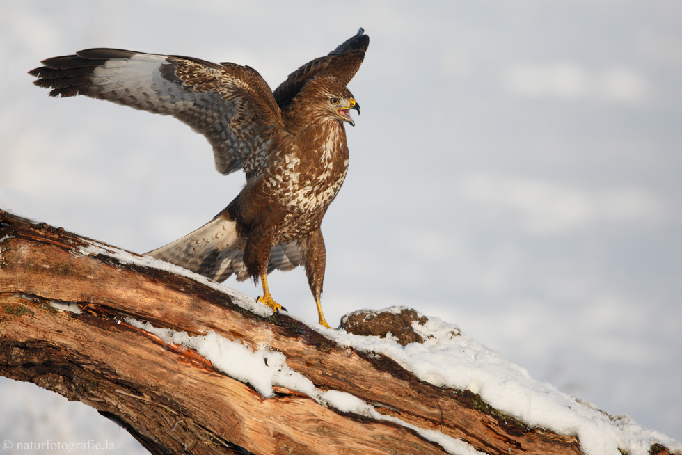 ~Mäusebussard~