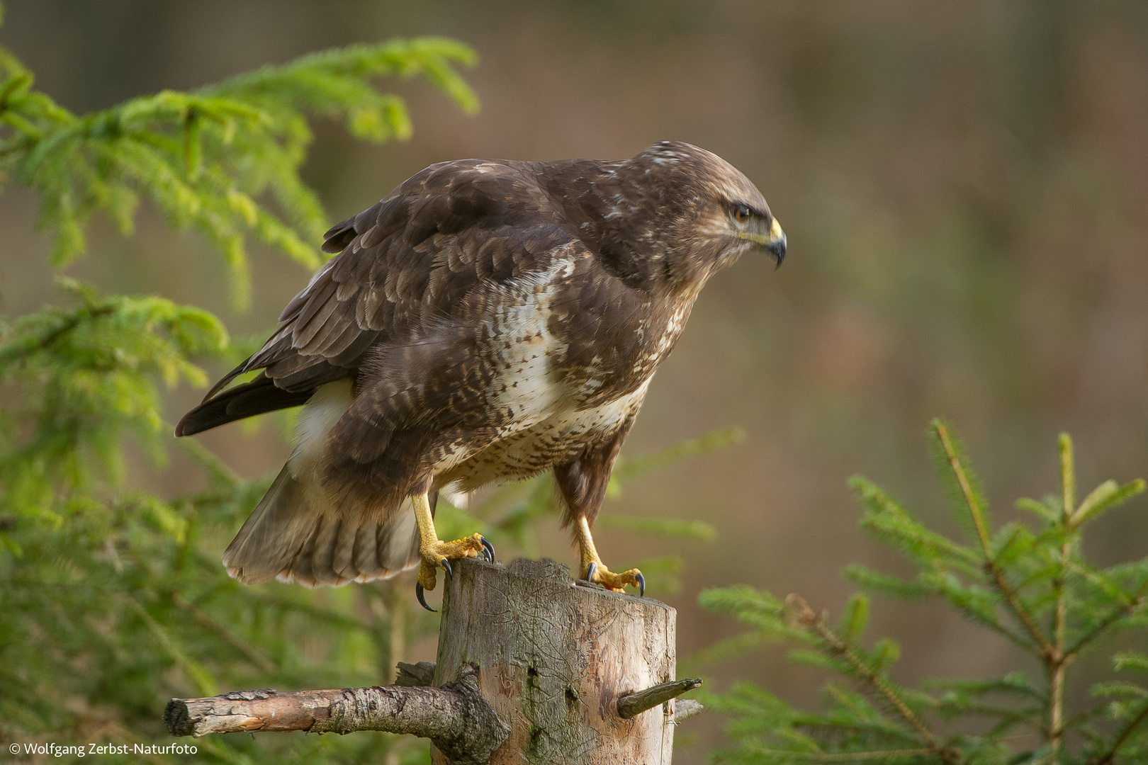 --- Mäusebussard ---