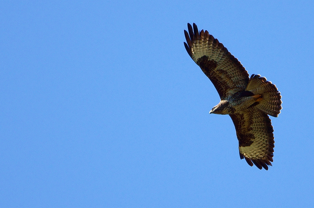 Mäusebussard