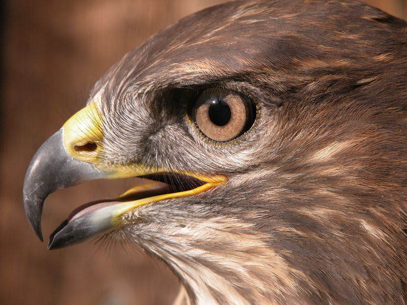 Mäusebussard