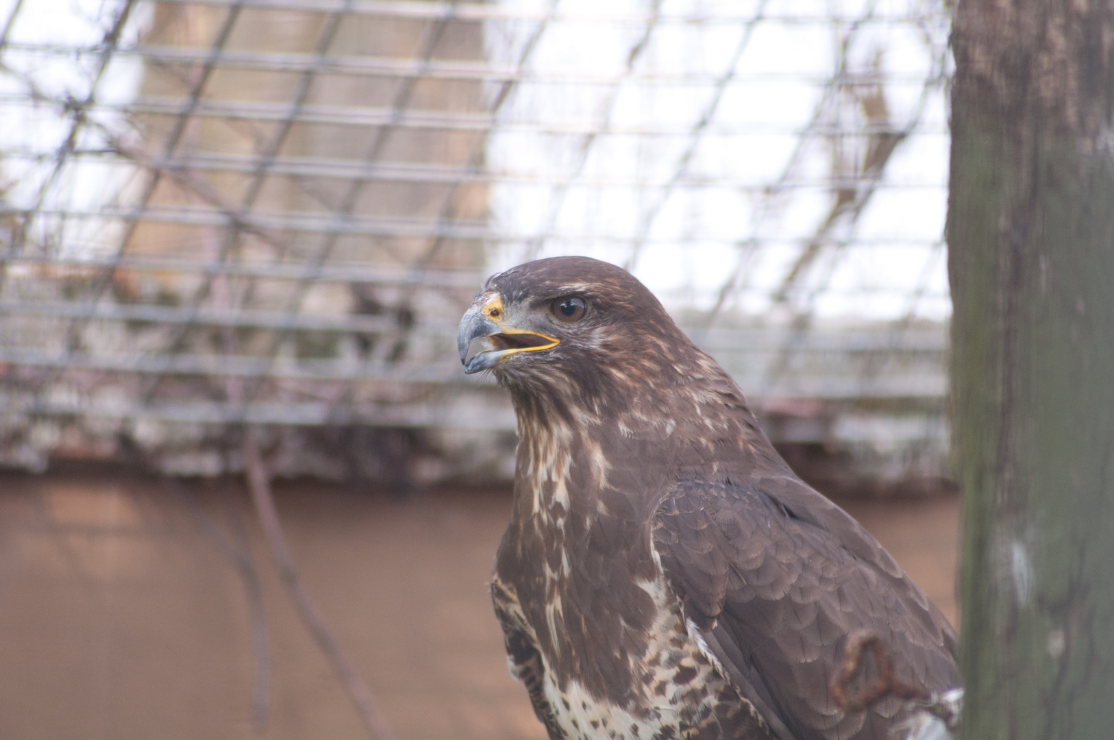 Mäusebussard